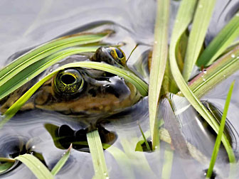 oregon spotted frog graphic